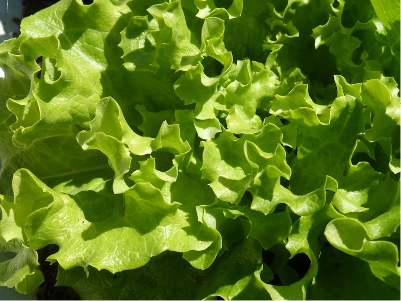 Green Oak กรีนโอ๊ค