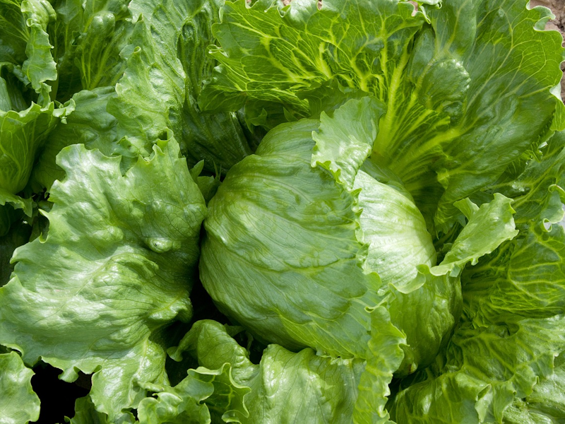 Iceberg สลัดแก้ว