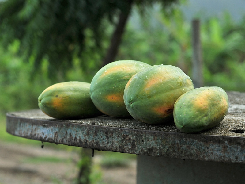 Papaya มะละกอ