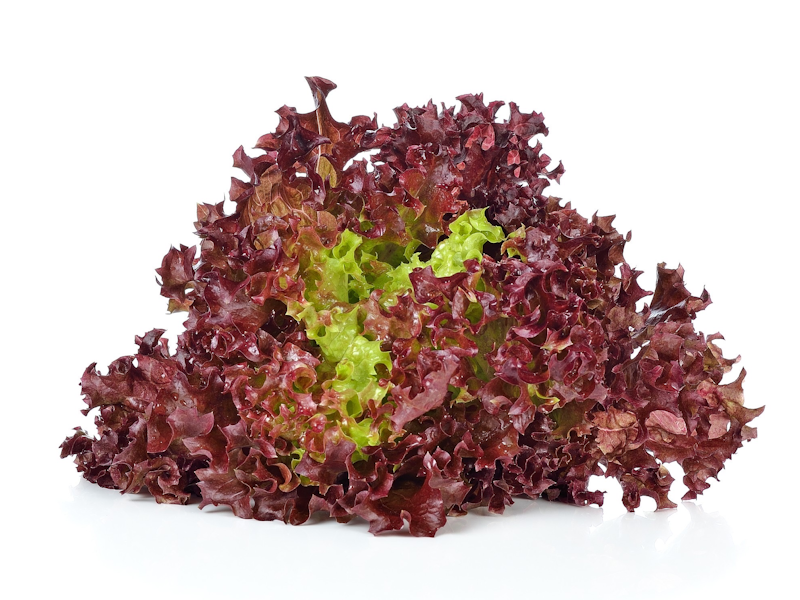 Red Coral เรดคอรัล