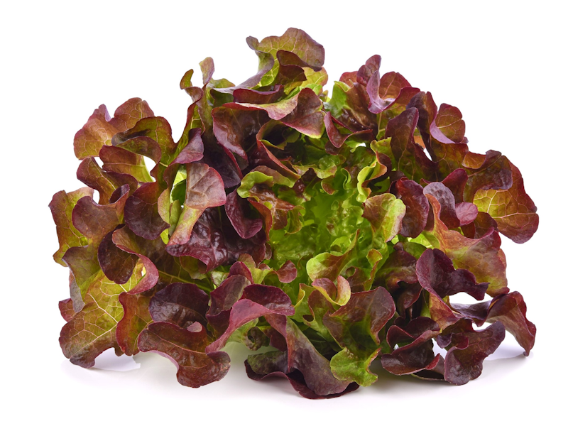 Red Oak เรดโอ๊ค