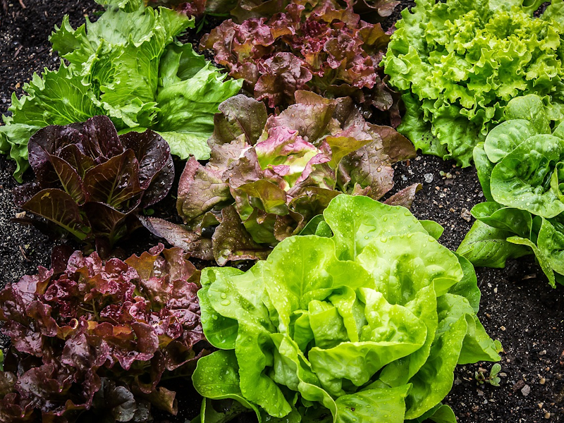 Lettuce ผักสลัด