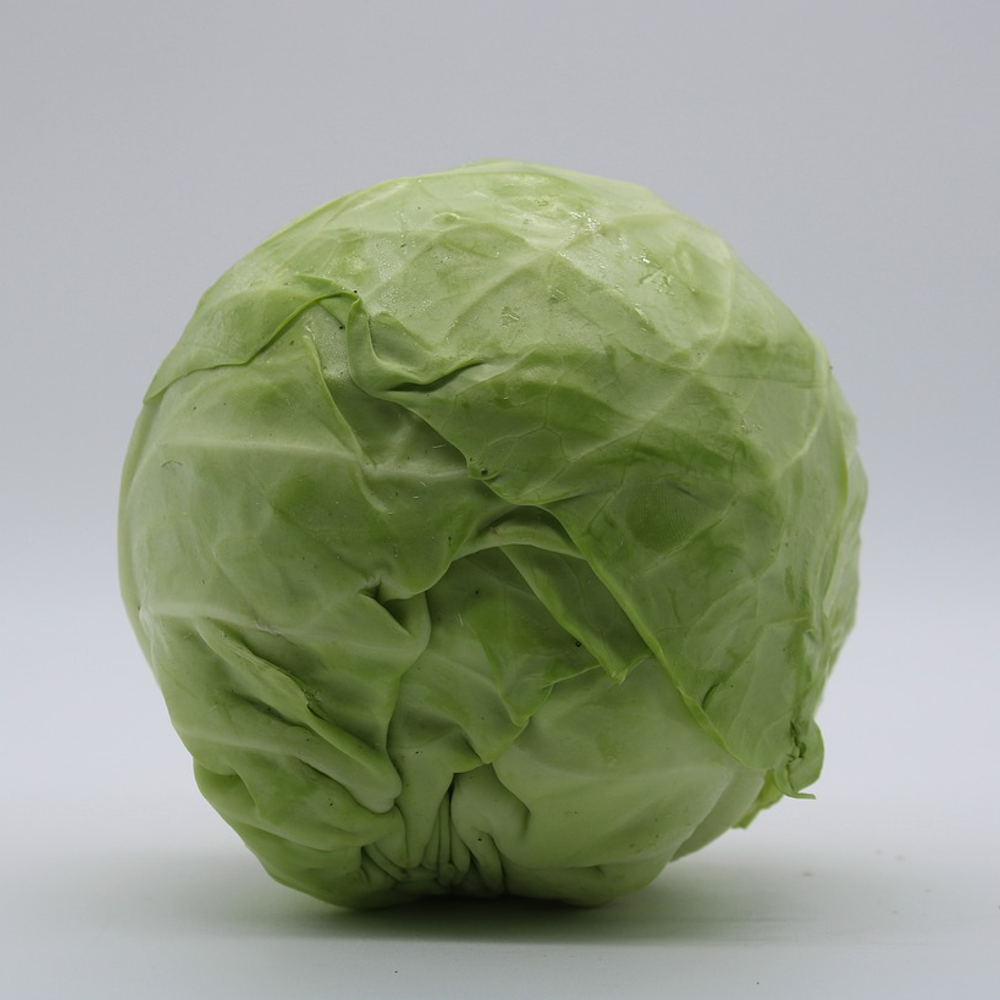 White cabbage กะหล่ำปลี