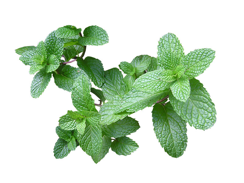 Spearmint